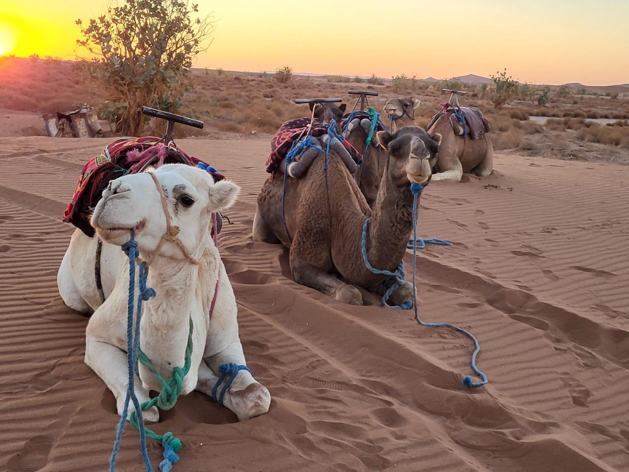 Desert Chegaga Luxury Camp El Gouera Экстерьер фото