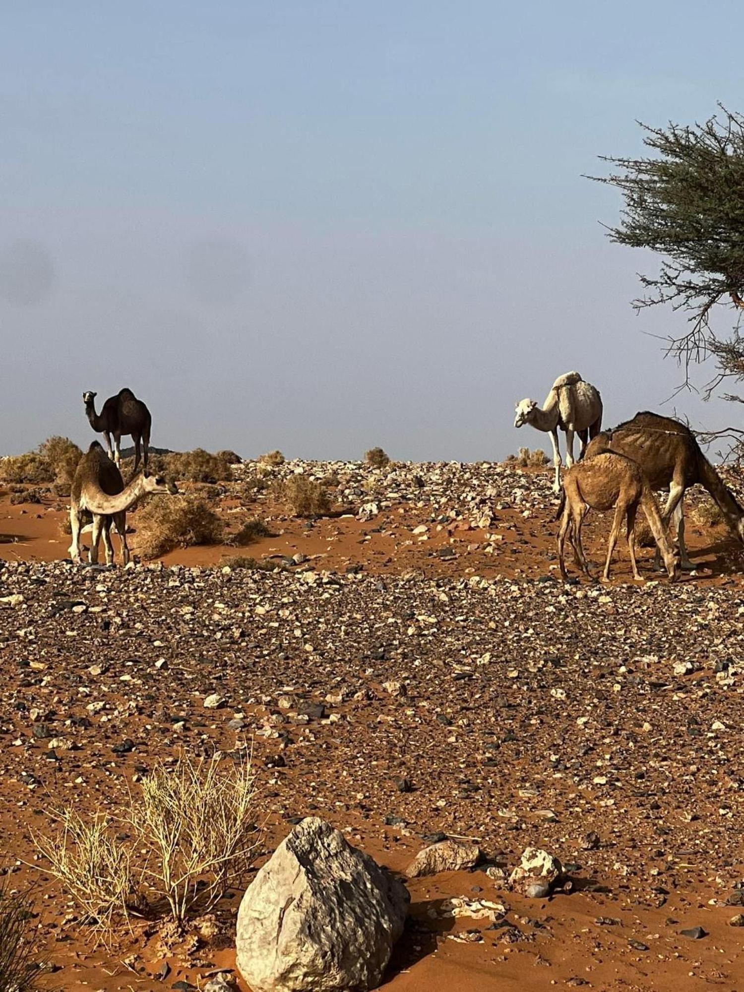 Desert Chegaga Luxury Camp El Gouera Экстерьер фото